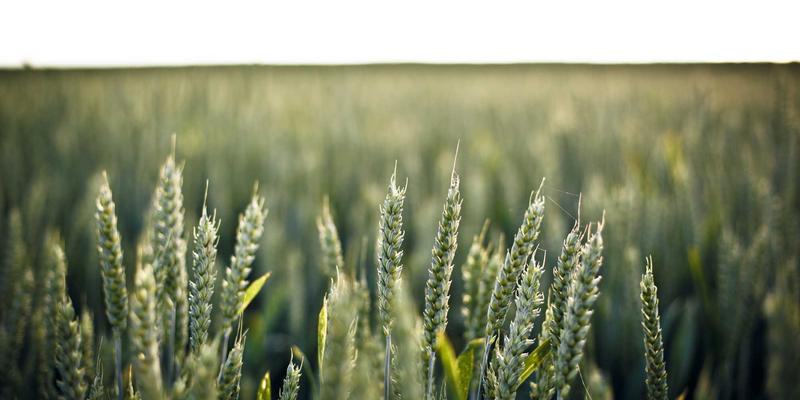 富锂锰基正极材料：解锁下一代高能量密度动力电池的关键